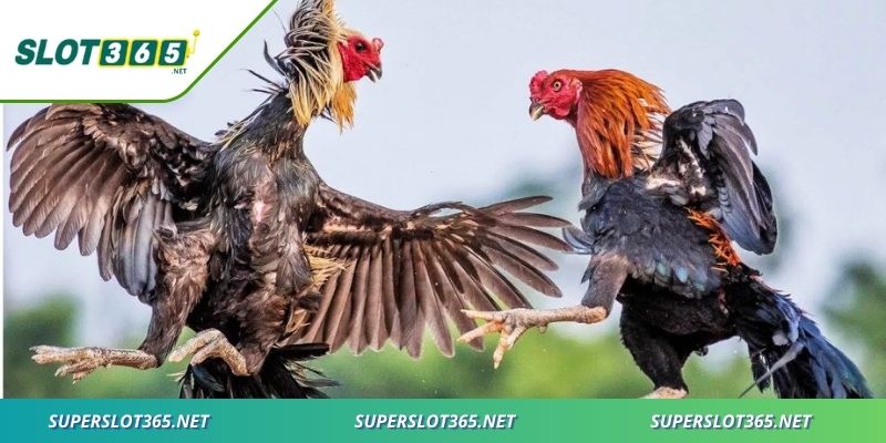 Đá gà online tại nhà cái mang lại sự tiện lợi, an toàn, minh bạch